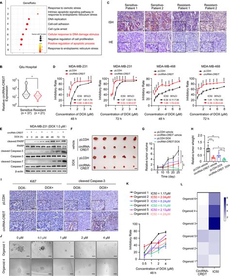 Circrna Creit Significantly Enhanced The Chemosensitivity Of Tnbc Cells