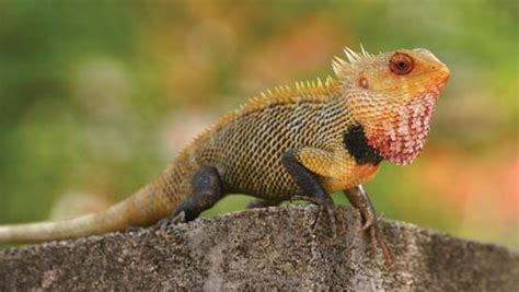 Calotes Reptile Genus