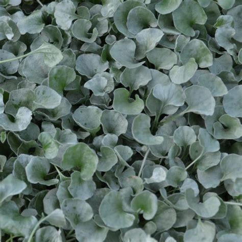 Дихондра серебристая от производителя. Dichondra Silver Falls купить ...