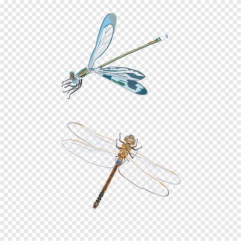 Dragonfly Insect Dragonfly Material Png Material Insects Png Pngegg