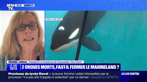 Orques Mortes Marineland La Pr Sidente De One Voice Propose Une