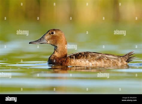 Common Pochardaythya Ferina Female Stock Photo Alamy