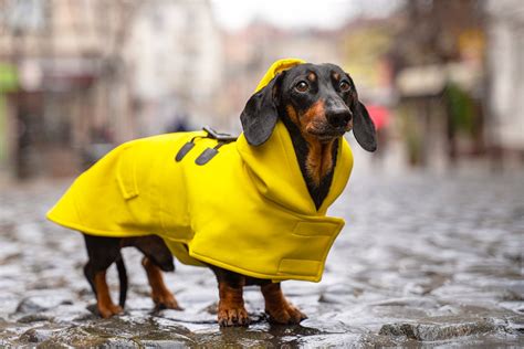 Come Scegliere Il Cappottino Per Cani La Guida ArcaMagazine