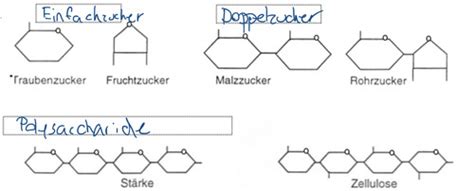 Biologie Pr Fung Dna Flashcards Quizlet