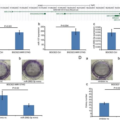 Transwell And Scratch Assays A And B Transwell Assay A A B C