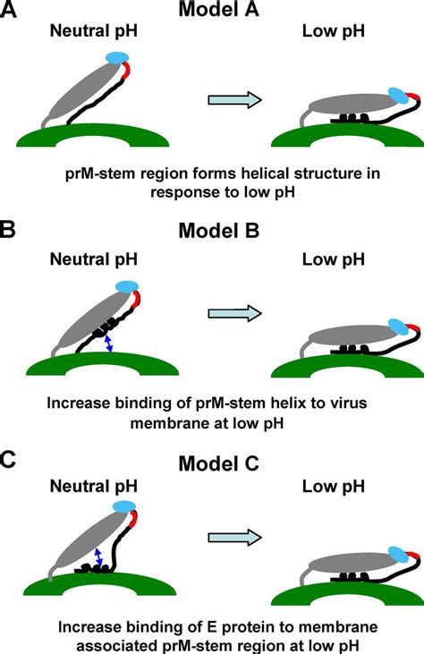 The Stem Region Of Premembrane Protein Plays An Important Role In The