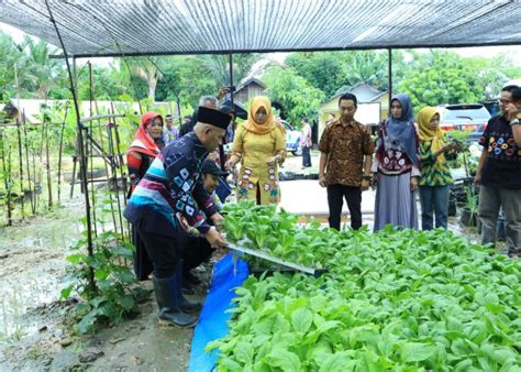 Balai Penyuluhan Pertanian HSU Kembangkan Hidroponik Pakcoy Poros