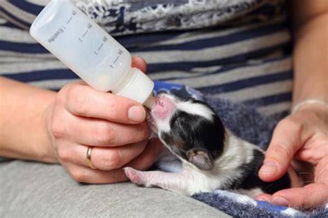 Pode Dar Leite Para Cachorro - Pode dar leite para cachorro? O que você realmente precisa saber
