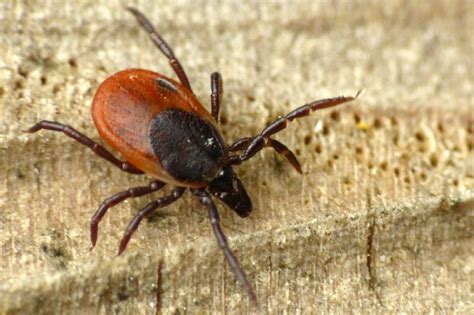 Иксодовые клещи (лат. Ixodidae)