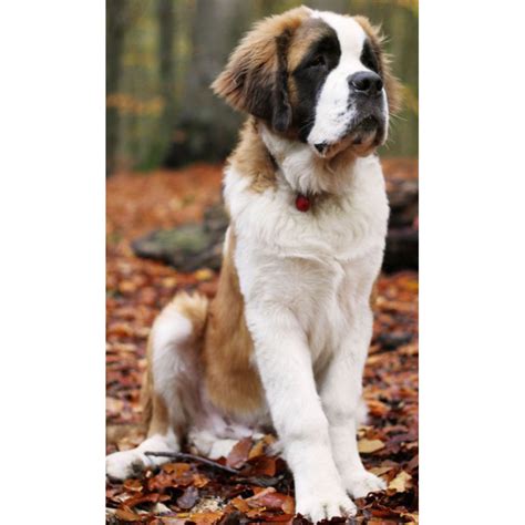 Saint Bernard Male Puppy Pet Store Nepal