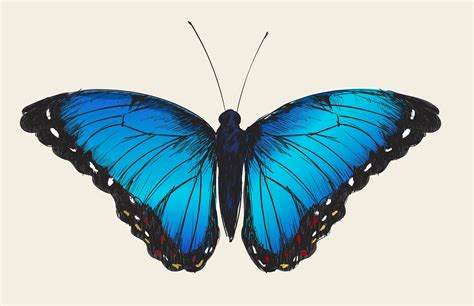 Review Of Butterfly Drawing Blue 2023