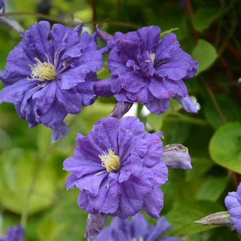 Spring Hill Nurseries Poet Clematis Vine Pink Flowering Dormant Bare