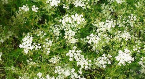 Тмин обыкновенный: полезные и противопоказания, применение, и фото тмина