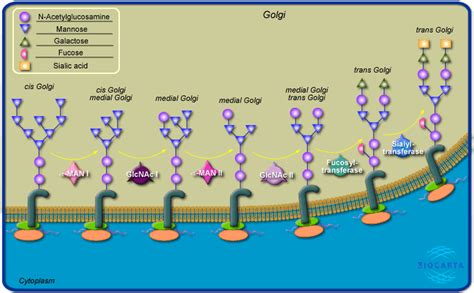 World Of Biochemistry Blog About Biochemistry Metabolic Map On The