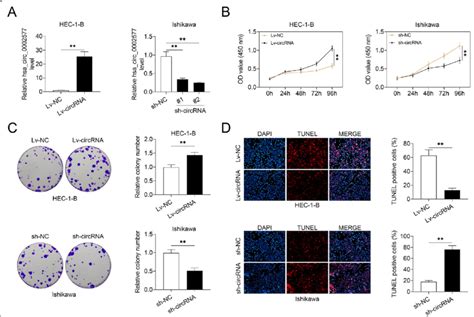 Effect Of Hsa Circ 0002577 On EC Cell Proliferation HEC 1 B Cells Were