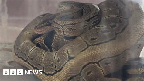 Pythons Thrown From Moving Car In Birmingham Bbc News