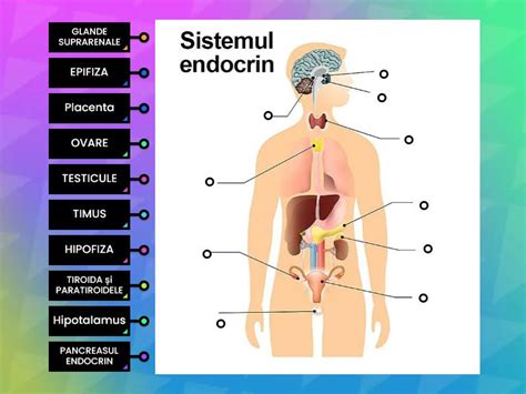 Localizarea Glandelor Endocrine Diagram Berlabel