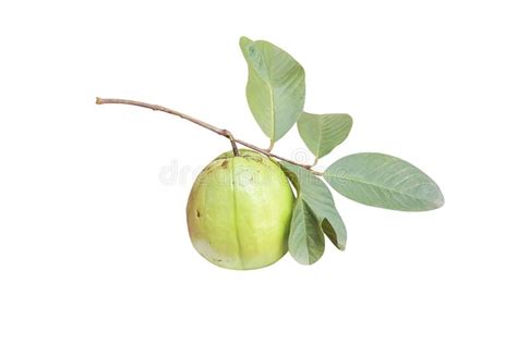 Guava Tropiacl Fruit Or Fresh Psidium Guajava With Stem And Green Leaf