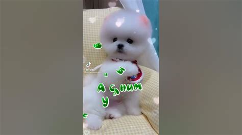 утка Лала Фанфан - YouTube