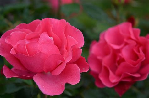 Free picture: camellia, red petal, nature, leaf, flower, plant, pink