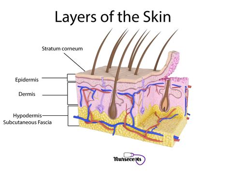 Medical Terminology of the Integumentary System - Nursecepts ...