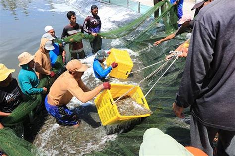 Sekda Sukamara Budidaya Udang Vaname Wajib Ada Pengolahan Limbah