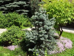 Разные сорта пихты: фото