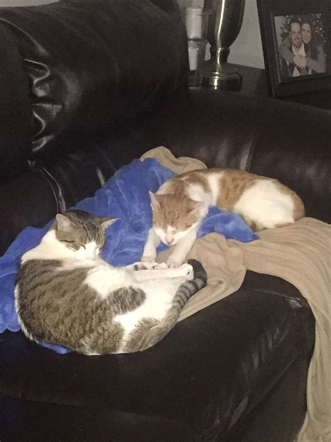 Kemmerer's Kittens: LIVE Love & PURR