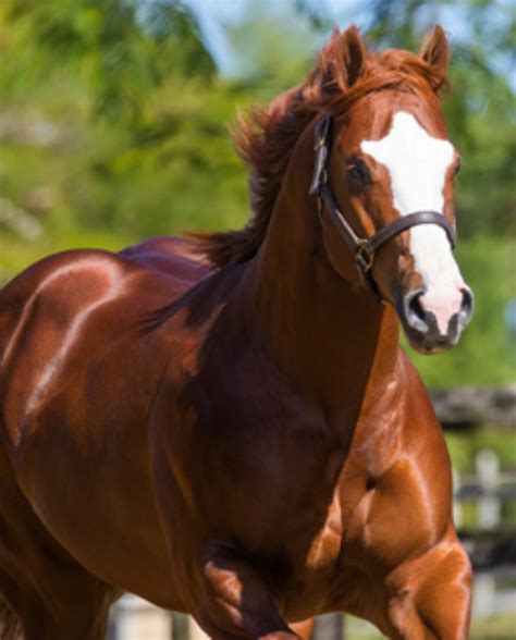 JESS BIKINI JNN Haras Lub Breeding