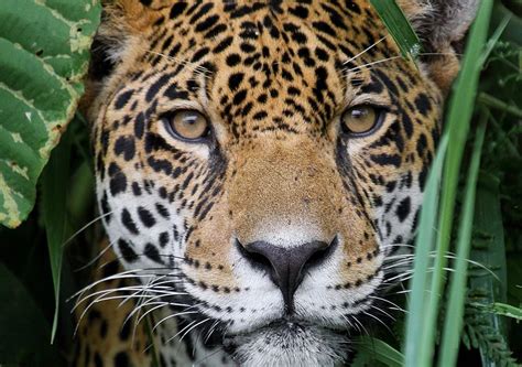 millon de especies estan en peligro de extincion