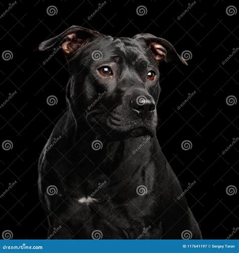 Portrait Of Pitbull Dog Isolated On Black Background Stock Image