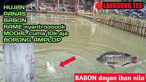 Ikan Babon Ikan Rame Nyantrok Umpan Murah Meriah Borong Amplop