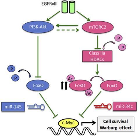 Mtor Complex 2 Controls Glycolytic Metabolism In Glioblastoma Through