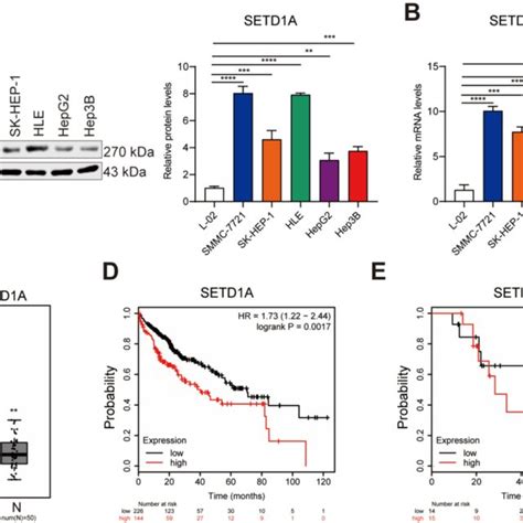 Setd1a Expression Is Upregulated And Associated With Poor Prognosis In