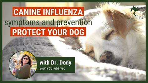 Canine Influenza Symptoms Prevention And Vaccination Youtube