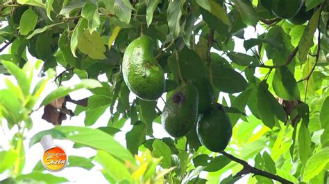 Alta demanda del cultivo de limón en Finca El Edén YouTube