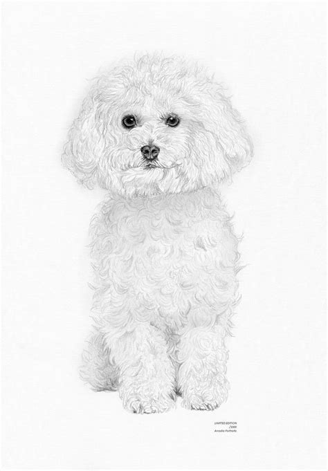 Bichon Frise Drawing at PaintingValley.com | Explore collection of Bichon Frise Drawing