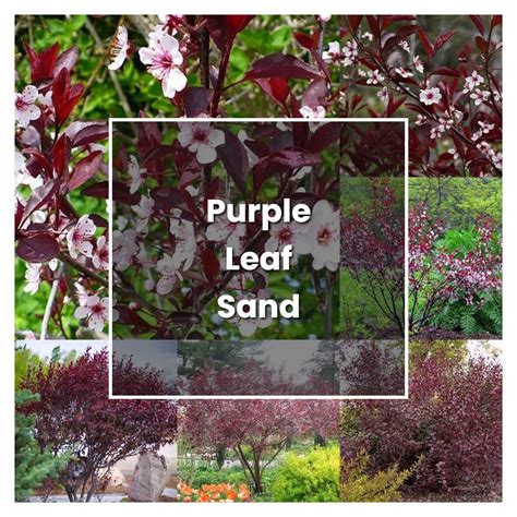 How To Grow Purple Leaf Sand Cherry Plant Care And Tips Norwichgardener