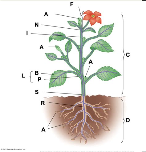 Label: A Flowering Plant Diagram | Quizlet