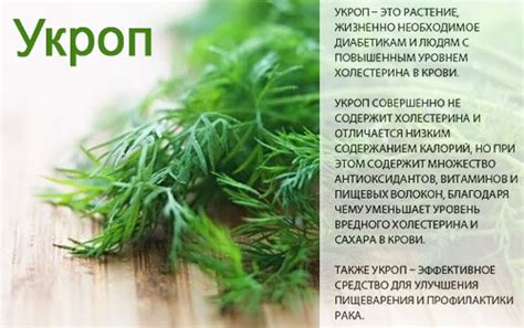Укроп - калорийность, полезные свойства, польза и вред, описание ...