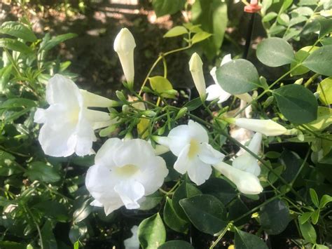 Lady Di Pandorea Jasminoides White Bower Vine Quart Plant Etsy