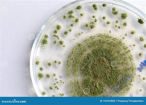 Aspergillus Oryzae Is A Filamentous Fungus, Or Mold That Is Used In ...