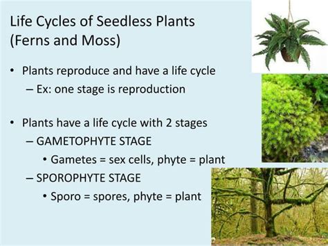 Plant Reproduction Seedless Plants Ppt Free Download