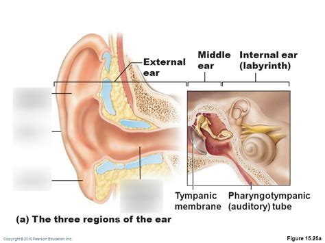 Outer Ear Diagram | Quizlet