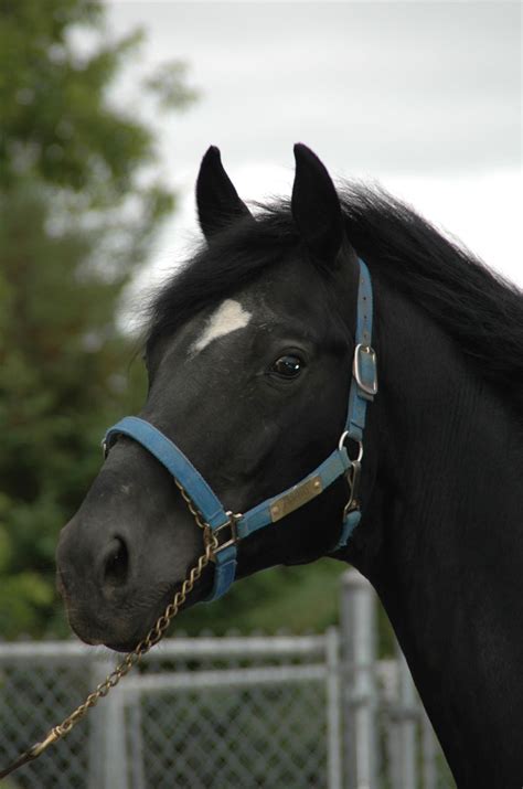 Filefilercmp Farm Horse Head Wikimedia Commons