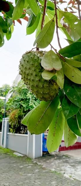 Fruta De Guan Bana Cruda Foto Premium