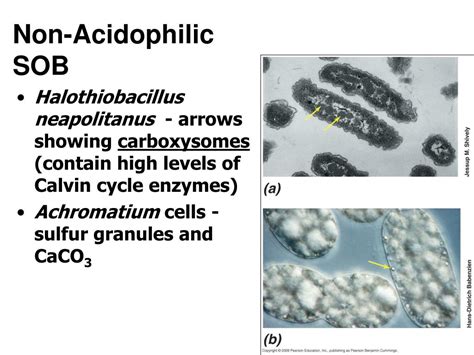 Ppt Case Study Sulfur And Iron Oxidizing Bacteria Powerpoint