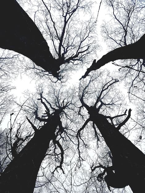 Vista En Bajo Ngulo De La Silueta De Un Rbol Desnudo Contra El Cielo