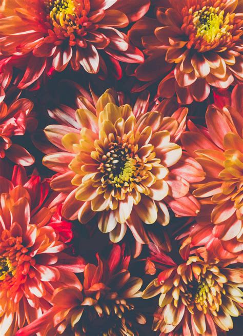 attractive flowers wallpapers 11