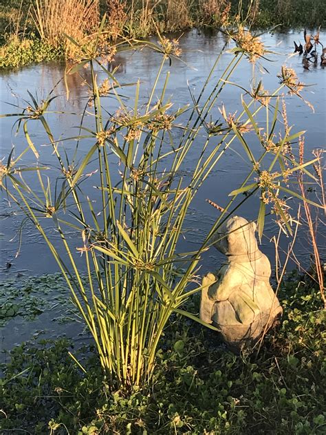 Cyperus Alternifolius Pond Plant Growers Direct